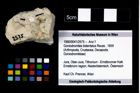 Foto (Objekt + Etikett) von Goniodromites bidentatus (Reuss, 1859)  (NHMW-GEO-1990-0041-2575)